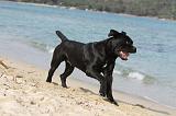 CANE CORSO 275